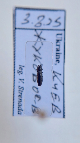 Aphanisticus emarginatus