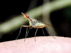 Glyphidops flavifrons