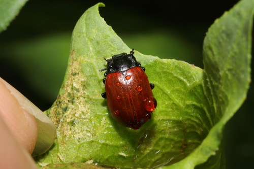 Chrysomela tremulae