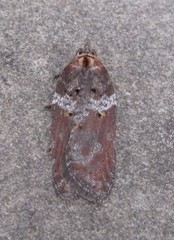 Acleris celiana
