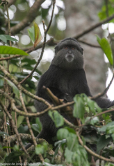 Cercopithecus mitis stuhlmanni