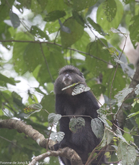Cercopithecus mitis stuhlmanni