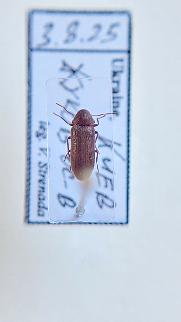 Cacotemnus rufipes