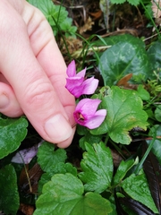 Cyclamen