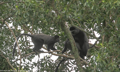 Cercopithecus mitis stuhlmanni