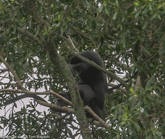 Cercopithecus mitis stuhlmanni