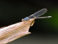 Argia carlcooki