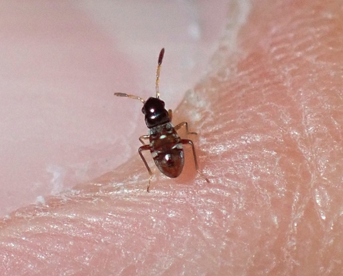 Clubbed Seed Bug
