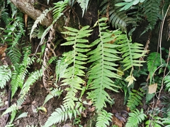 Nephrolepis pendula