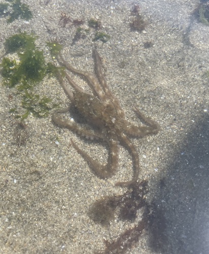 Octopus vulgaris