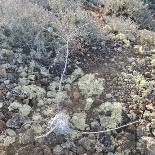 Dudleya anthonyi