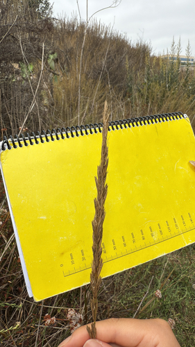 iNaturalist observation photo of Pooideae