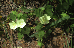 Pavonia burchellii image