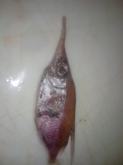 Macroramphosus scolopax