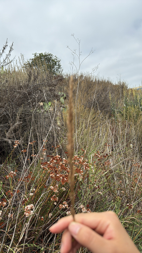 iNaturalist observation photo of Pooideae