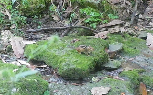 Eastern Chipmunk photographed in Kentucky