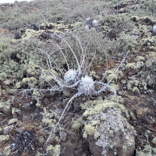 Dudleya anthonyi