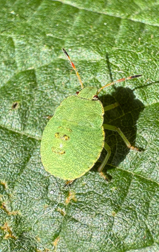 Green Shield Bug