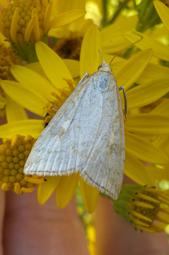 Pale Straw Pearl