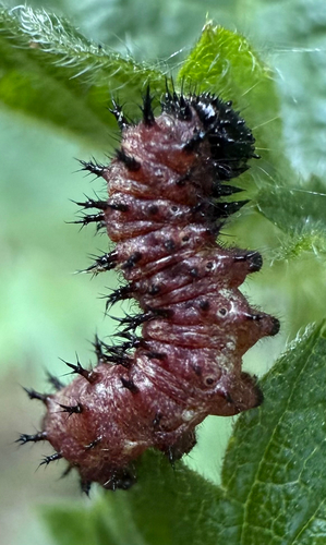 Red Admiral