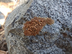 Lecanora pseudomellea