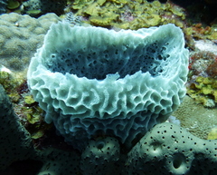 Callyspongia plicifera