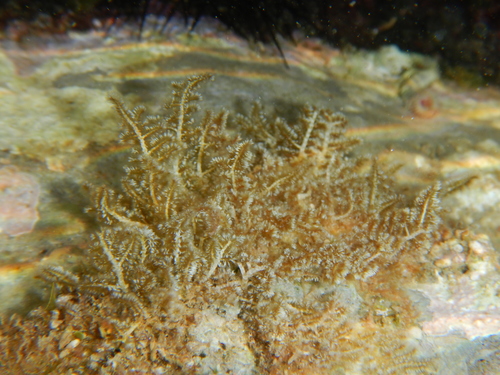 Image of Wrangelia penicillata by (c) Chris Taklis, some rights reserved (CC BY)