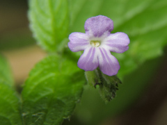 Priva lappulacea