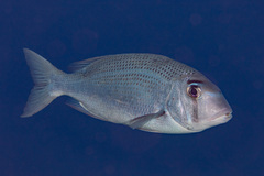 Gymnocranius superciliosus