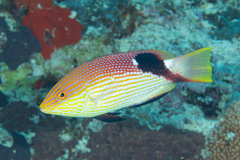 Bodianus loxozonus