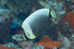 Chaetodon reticulatus