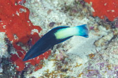 Labroides bicolor