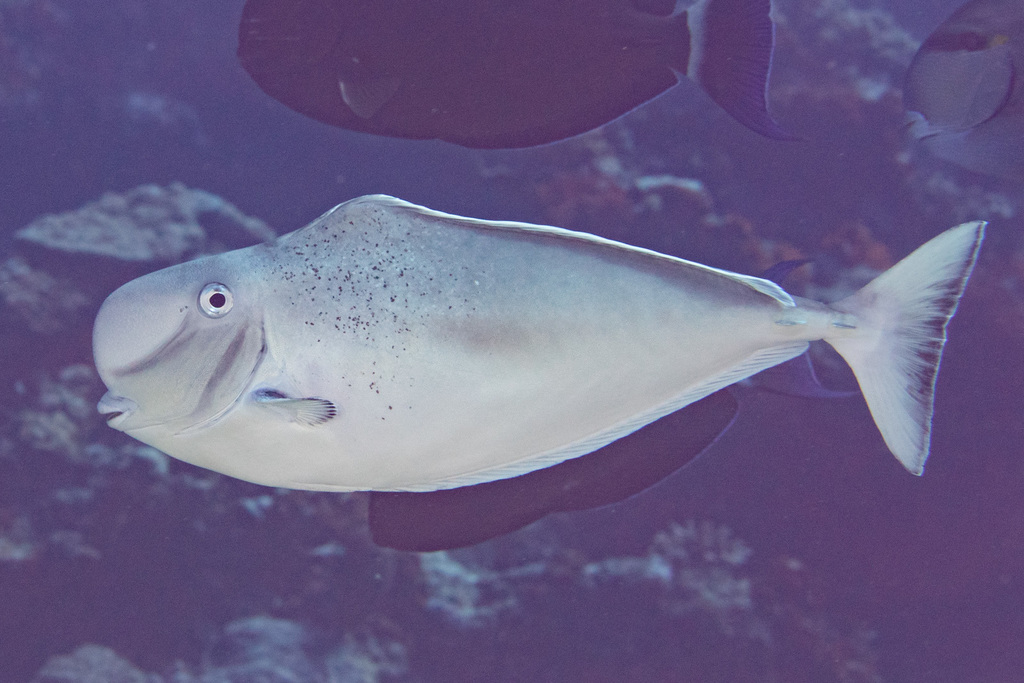Humpnose Unicornfish