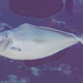 Humpnose Unicornfish - Photo (c) Mark Rosenstein, some rights reserved (CC BY-NC-SA), uploaded by Mark Rosenstein