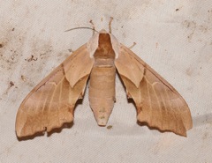Smerinthus saliceti