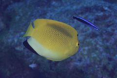 Apolemichthys trimaculatus