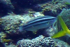 Scarus taeniopterus