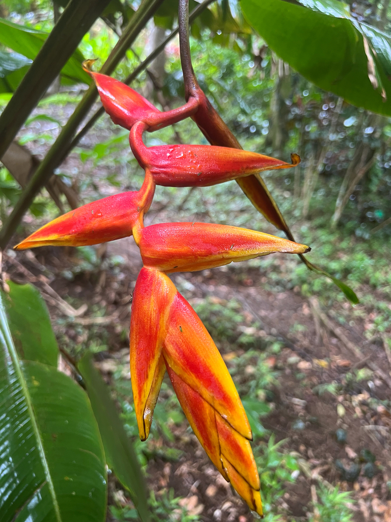 Heliconia peckenpaughii