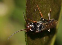 Dolichurus