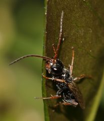 Dolichurus