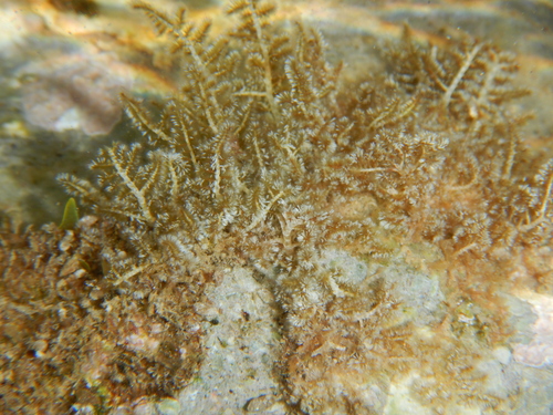 Image of Wrangelia penicillata by (c) Chris Taklis, some rights reserved (CC BY)