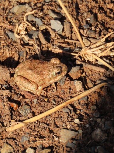 Tandy's Sand Frog, Tomopterna tandyi