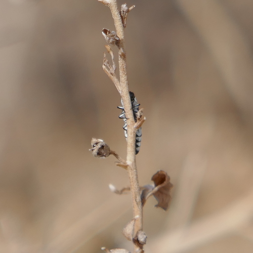 Agrilus pulchellus