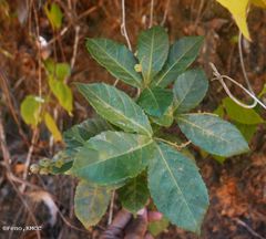 Orfilea multispicata