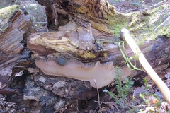 Phellinus nigricans