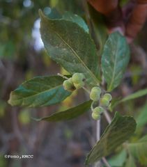 Orfilea multispicata
