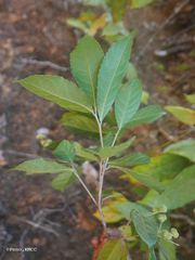Orfilea multispicata
