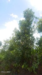 Orfilea multispicata