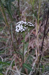 Achillea millefolium