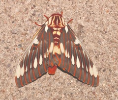 Citheronia splendens